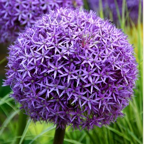 Allium giganteum winterhart - Allium globemaster weiss - Einzigartige Zierpflanze mit großen -8Pcs-A von UOLKEZFM