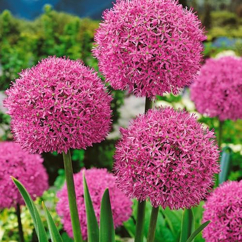 Allium giganteum winterhart - Allium globemaster weiss - Einzigartige Zierpflanze mit großen -8Pcs-D von UOLKEZFM