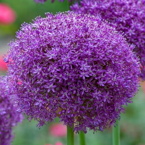 Allium giganteum winterhart - Allium globemaster weiss - Frostfeste Sorten für Garten & Balkon und Außenbereich geeignet-4Pcs-A von UOLKEZFM