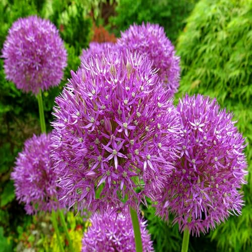 Allium giganteum winterhart - Allium globemaster weiss - Frostfeste Sorten für Garten & Balkon und Außenbereich geeignet-4Pcs-D von UOLKEZFM