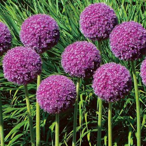 Allium giganteum winterhart - Allium globemaster weiss - Frostfeste Sorten für Garten & Balkon und Außenbereich geeignet-4Pcs-X von UOLKEZFM