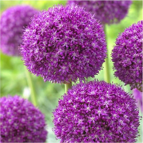 Allium giganteum winterhart - Allium globemaster weiss - Frostfeste Sorten für Garten & Balkon und Außenbereich geeignet-6Pcs-B von UOLKEZFM