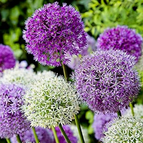 Allium giganteum winterhart - Einzigartige Zierpflanze mit großen - Frostfeste Sorten für Garten & Balkon und Außenbereich geeignet-4Pcs-C von UOLKEZFM