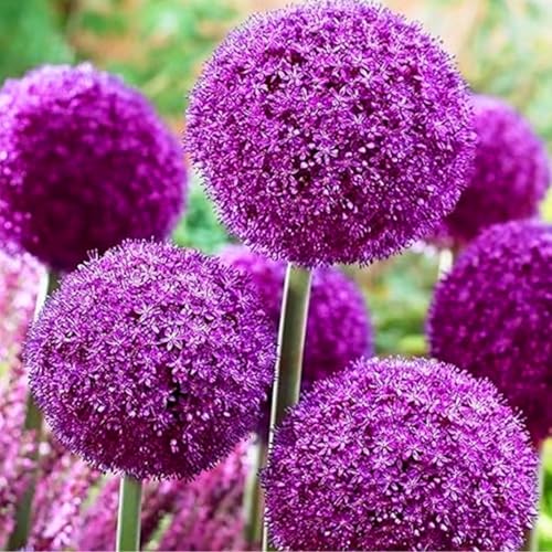 Allium giganteum winterhart - Einzigartige Zierpflanze mit großen - Frostfeste Sorten für Garten & Balkon und Außenbereich geeignet-4Pcs-X Allium giganteum winterhart - Einzigartige Zierpflanze mit großen - Frostfeste Sorten für Garten & Balkon und Außenbereich geeignet-4Pcs-X von UOLKEZFM