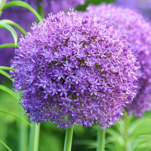 Allium giganteum winterhart - Einzigartige Zierpflanze mit großen - Frostfeste Sorten für Garten & Balkon und Außenbereich geeignet-6Pcs-B Allium giganteum winterhart - Einzigartige Zierpflanze mit großen - Frostfeste Sorten für Garten & Balkon und Außenbereich geeignet-6Pcs-B von UOLKEZFM