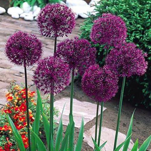 Allium globemaster - Allium giganteum - Echte Funkien mit rhizome, ideal zum Kaufen für Ihren Garten-8Pcs-D von UOLKEZFM