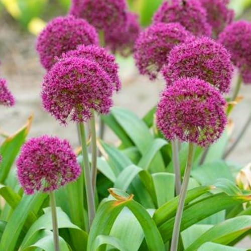 Allium winterhart - Allium giganteum - Allium mix - Echte Funkien mit rhizome, Frostfeste Sorten für Garten & Balkon-10Pcs-C von UOLKEZFM