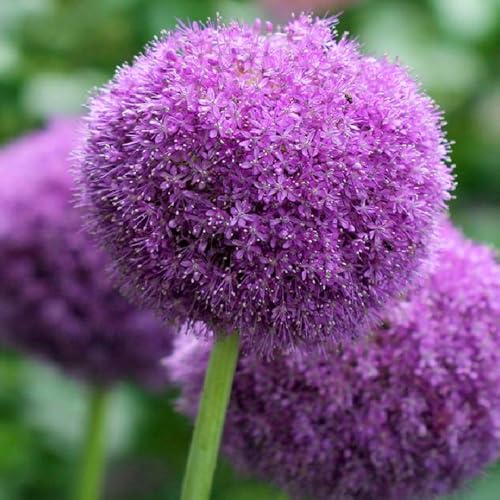 Allium winterhart - Allium giganteum - Allium mix - Echte Funkien mit rhizome, Frostfeste Sorten für Garten & Balkon-15Pcs-A von UOLKEZFM