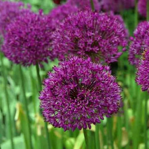 Allium winterhart - Allium giganteum - Allium mix - Echte Funkien mit rhizome, Frostfeste Sorten für Garten & Balkon-6Pcs-B von UOLKEZFM