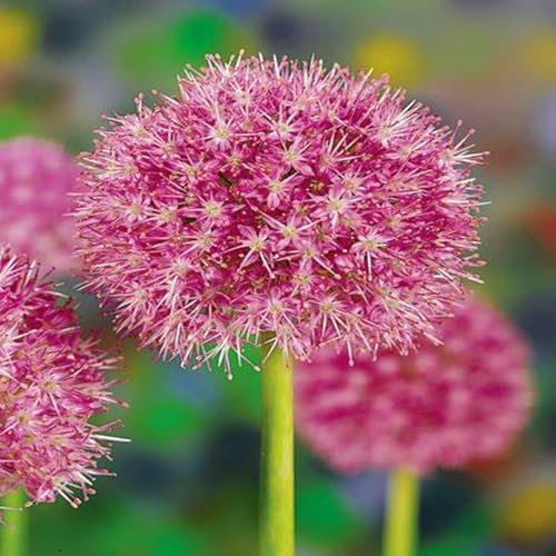 Allium winterhart - Allium giganteum - Allium sativum - Echte Funkien mit rhizome, ideal zum Kaufen für Ihren Garten-10Pcs-C von UOLKEZFM