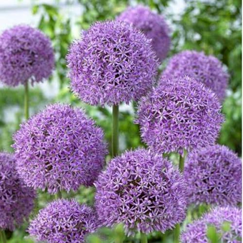 Allium winterhart - Allium giganteum - Allium sativum - Echte Funkien mit rhizome, ideal zum Kaufen für Ihren Garten-10Pcs-D von UOLKEZFM