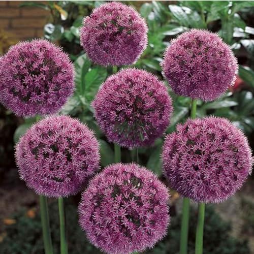 Allium winterhart - Allium giganteum - Allium sativum - Echte Funkien mit rhizome, ideal zum Kaufen für Ihren Garten-10Pcs-X von UOLKEZFM