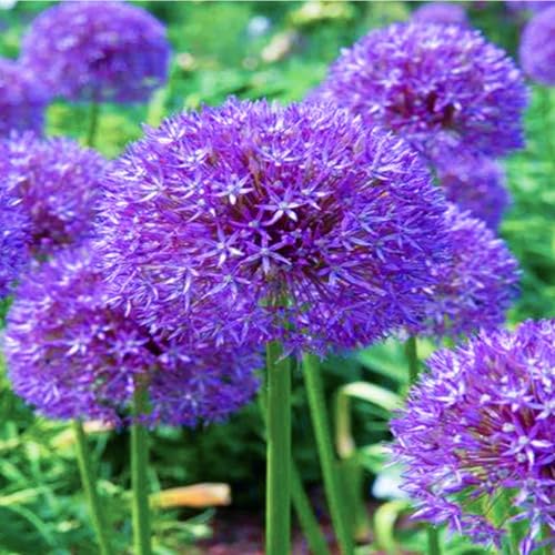 Allium winterhart - Allium giganteum - Allium sativum - Echte Funkien mit rhizome, ideal zum Kaufen für Ihren Garten-6Pcs-A von UOLKEZFM