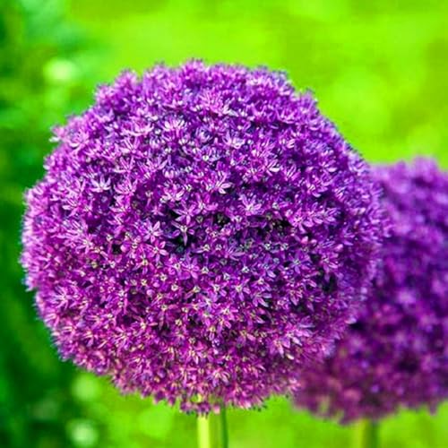 Allium winterhart - Allium giganteum - Echte Funkien mit rhizome, Frostfeste Sorten für Garten & Balkon-10Pcs-A von UOLKEZFM