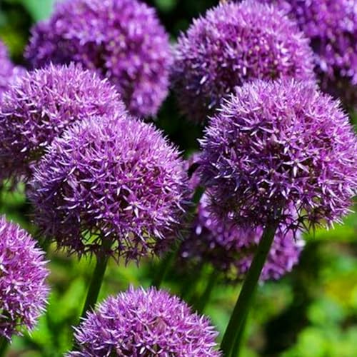 Allium winterhart - Allium giganteum - Echte Funkien mit rhizome, Frostfeste Sorten für Garten & Balkon-15Pcs-C von UOLKEZFM