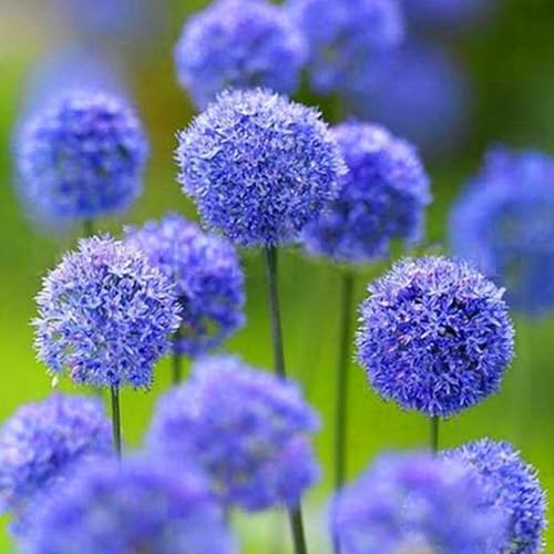 Allium winterhart - Allium giganteum - Echte Funkien mit rhizome, Frostfeste Sorten für Garten & Balkon-4Pcs-B von UOLKEZFM