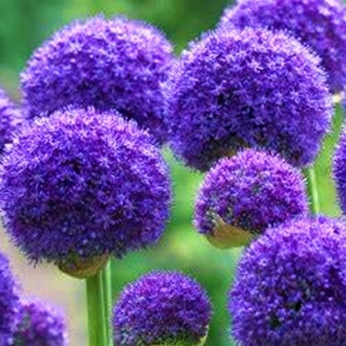 Allium winterhart - Allium giganteum - Echte Funkien mit rhizome, Frostfeste Sorten für Garten & Balkon-4Pcs-D von UOLKEZFM