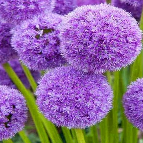 Allium winterhart - Allium giganteum - Echte Funkien mit rhizome, Frostfeste Sorten für Garten & Balkon-6Pcs-X von UOLKEZFM