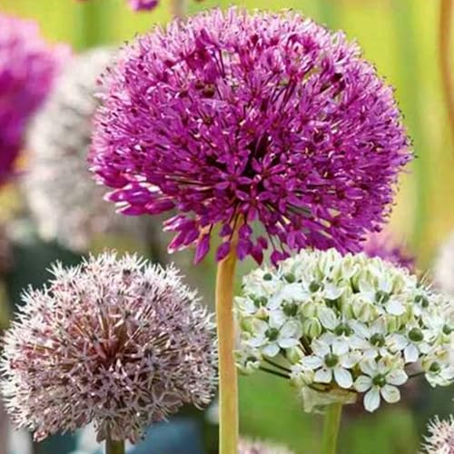 Allium winterhart - Allium giganteum - Echte Funkien mit rhizome, ideal zum Kaufen für Ihren Garten-10Pcs-A von UOLKEZFM