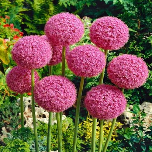 Allium winterhart - Allium giganteum - Echte Funkien mit rhizome, ideal zum Kaufen für Ihren Garten-10Pcs-C von UOLKEZFM