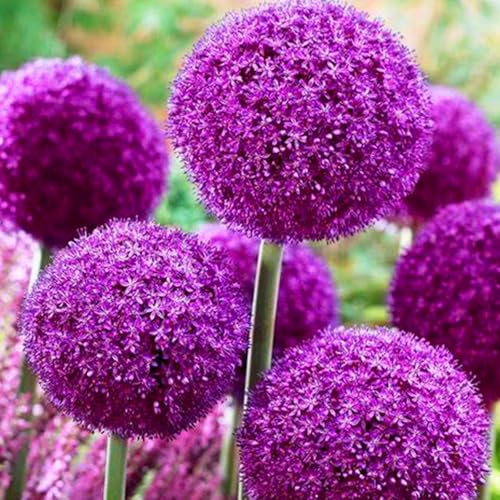 Allium winterhart - Allium giganteum - Echte Funkien mit rhizome, ideal zum Kaufen für Ihren Garten-4Pcs-X von UOLKEZFM