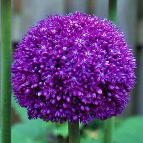 Allium winterhart - Allium globemaster - Frostfeste Sorten für Garten & Balkon und Außenbereich geeignet,leicht zu züchten-4Pcs-D von UOLKEZFM
