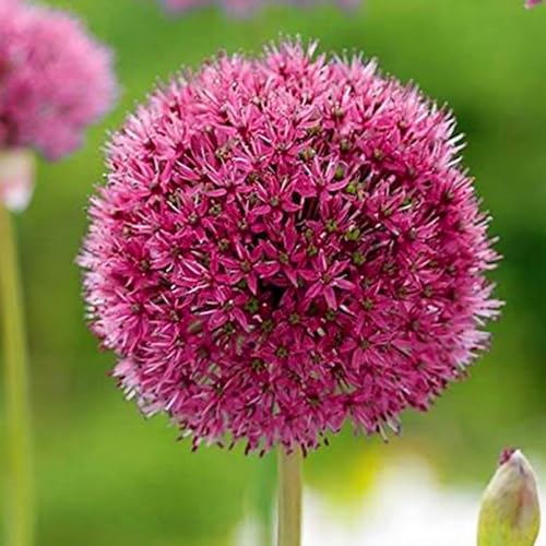 Allium winterhart - Allium globemaster - Frostfeste Sorten für Garten & Balkon und Außenbereich geeignet,leicht zu züchten-4Pcs-X von UOLKEZFM