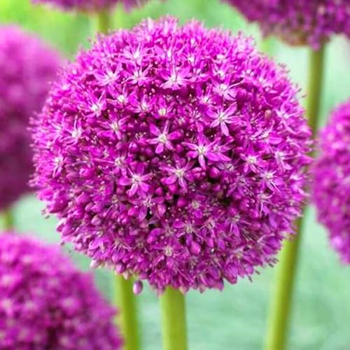 Allium winterhart - Allium globemaster - Frostfeste Sorten für Garten & Balkon und Außenbereich geeignet,leicht zu züchten-8Pcs-B von UOLKEZFM