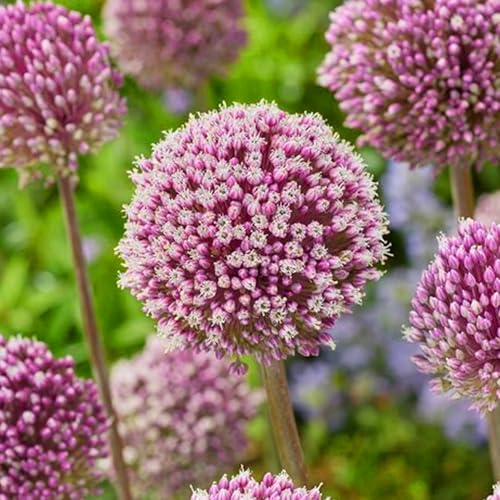 Allium winterhart - Allium globemaster - Frostfeste Sorten für Garten & Balkon und Außenbereich geeignet,leicht zu züchten-8Pcs-C von UOLKEZFM