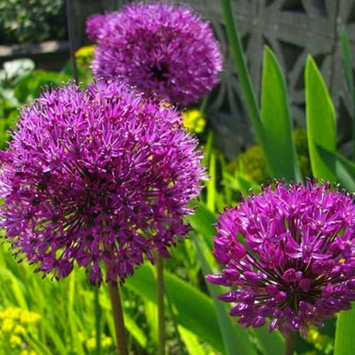 Allium winterhart - Allium globemaster - Vielfältige Allium für Langjährige Blühfreude im Garten - leicht zu züchten-10Pcs-C von UOLKEZFM
