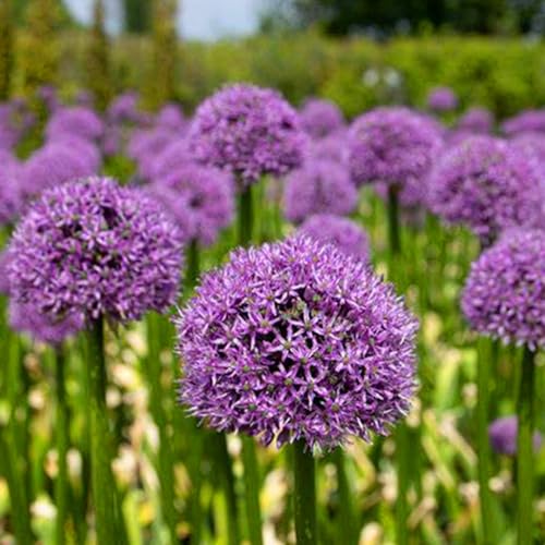Allium winterhart - Allium globemaster - Vielfältige Allium für Langjährige Blühfreude im Garten - leicht zu züchten-10Pcs-X von UOLKEZFM