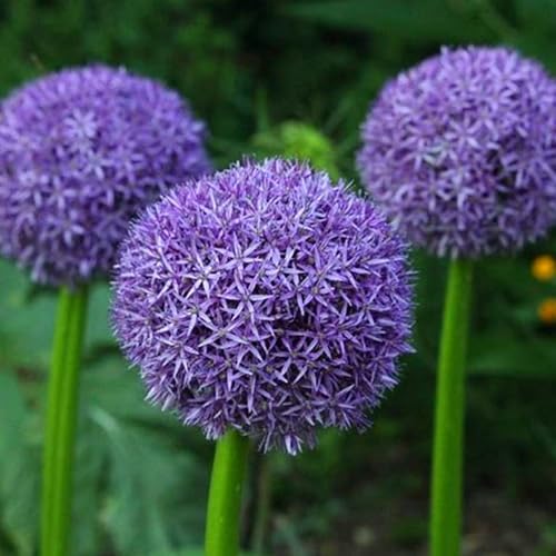Allium winterhart - Allium globemaster - Vielfältige Allium für Langjährige Blühfreude im Garten - leicht zu züchten-4Pcs-A von UOLKEZFM