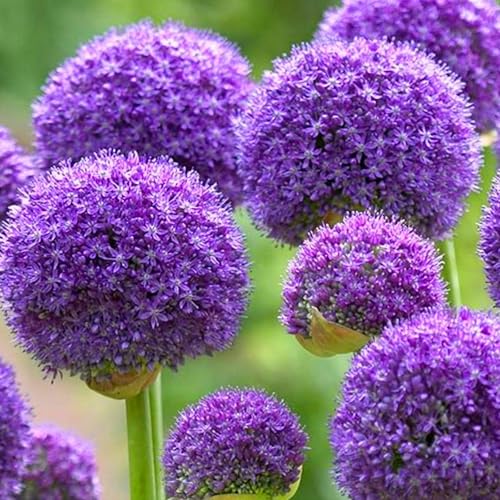 Allium winterhart - Allium globemaster - Vielfältige Allium für Langjährige Blühfreude im Garten - leicht zu züchten-6Pcs-B von UOLKEZFM
