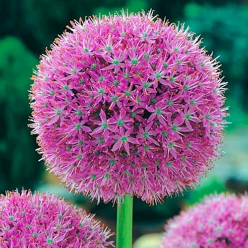 Allium winterhart - Allium globemaster - Vielfältige Allium für Langjährige Blühfreude im Garten - leicht zu züchten-6Pcs-D von UOLKEZFM