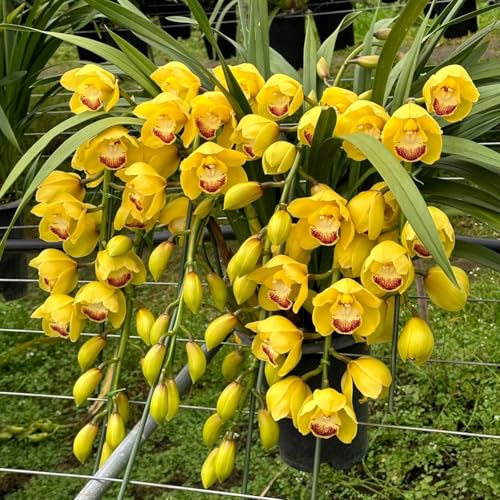 Cymbidium,Winterharte seltene Cymbidium,/Schön/Mehrjährig - leicht zu züchten-3 Cymbidium knolle-I Cymbidium,Winterharte seltene Cymbidium,/Schön/Mehrjährig - leicht zu züchten-3 Cymbidium knolle-I von UOLKEZFM