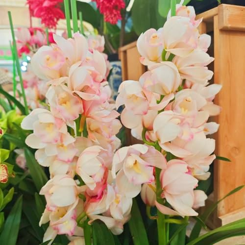 Cymbidium,Winterharte seltene Cymbidium,/Schön/Mehrjährig - leicht zu züchten-5 Cymbidium knolle-H von UOLKEZFM