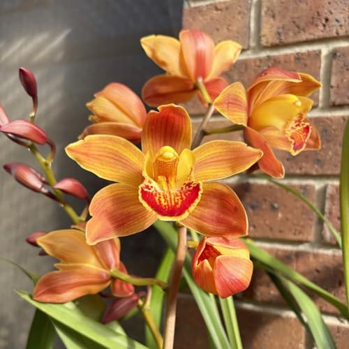 Cymbidium Winterhart Mehrjährig,Gartendekoration,Kein GießEn Erforderlich,Cymbidium Winterhart - leicht zu züchten-15 Cymbidium knolle-X Cymbidium Winterhart Mehrjährig,Gartendekoration,Kein GießEn Erforderlich,Cymbidium Winterhart - leicht zu züchten-15 Cymbidium knolle-X von UOLKEZFM