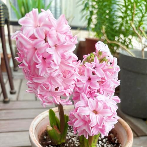 Hyazinthen,Winterharte seltene traubenhyazinthen,/Schön/Mehrjährig - leicht zu züchten-4 stück-H von UOLKEZFM