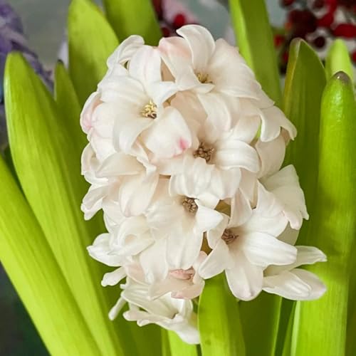 Hyazinthen,Winterharte seltene traubenhyazinthen,/Schön/Mehrjährig - leicht zu züchten-5 stück-C Hyazinthen,Winterharte seltene traubenhyazinthen,/Schön/Mehrjährig - leicht zu züchten-5 stück-C von UOLKEZFM