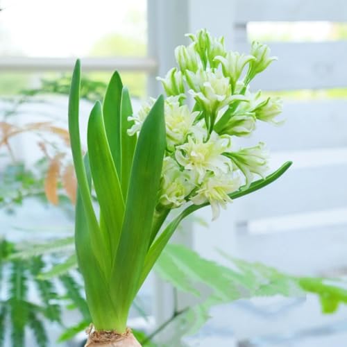 Hyazinthen,Winterharte seltene traubenhyazinthen,/Schön/Mehrjährig - leicht zu züchten-5 stück-X von UOLKEZFM