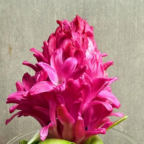 Hyazinthen,Winterharte seltene traubenhyazinthen,/Schön/Mehrjährig - leicht zu züchten-6 stück-F Hyazinthen,Winterharte seltene traubenhyazinthen,/Schön/Mehrjährig - leicht zu züchten-6 stück-F von UOLKEZFM