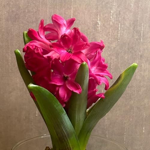 Hyazinthen Winterhart Mehrjährig,Gartendekoration,Kein GießEn Erforderlich,Hyazinthen Winterhart - leicht zu züchten-5 Pcs-C von UOLKEZFM