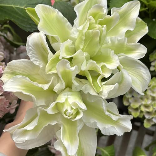 Lilien/lilium,Winterharte seltene Wüstenrose/Schön/Mehrjährig - leicht zu züchten-4 Stück-F von UOLKEZFM