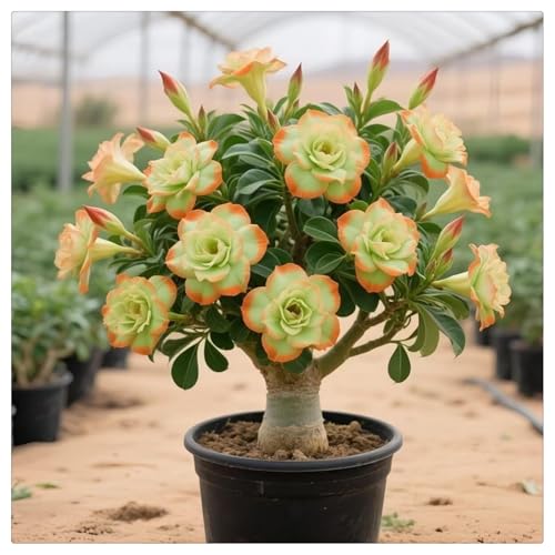 UOLKEZFM Adenium obesum wüstenrose - Mehrjährige Blumenzwiebel ist winterhart, Mysteriöse magische Glühbirne- leicht zu züchten-2 Wüstenrosen knolle-C UOLKEZFM Adenium obesum wüstenrose - Mehrjährige Blumenzwiebel ist winterhart, Mysteriöse magische Glühbirne- leicht zu züchten-2 Wüstenrosen knolle-C von UOLKEZFM