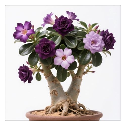 UOLKEZFM Blumenzwiebel Mix, Mehrjährige Blumenzwiebel ist winterhart, Mysteriöse magische Glühbirne-2 Wüstenrosen knolle-C von UOLKEZFM