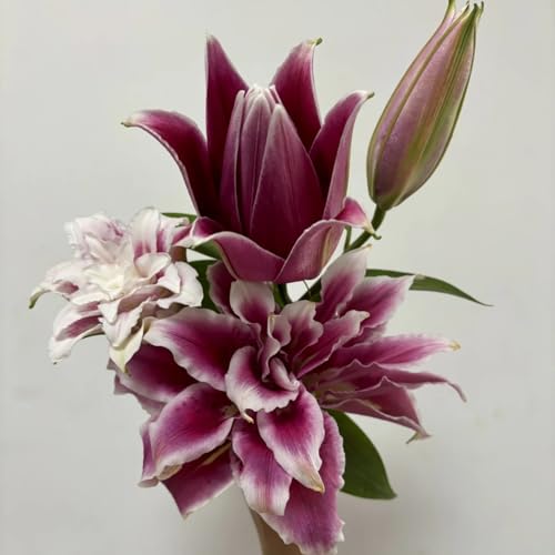 UOLKEZFM Lilien,Winterhart Mehrjährig,Gartendekoration,Kein GießEn Erforderlich,Lilien Winterhart - leicht zu züchten-2 Stück-C von UOLKEZFM