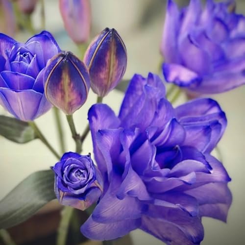 UOLKEZFM Lilien,Winterhart Mehrjährig,Gartendekoration,Kein GießEn Erforderlich,Lilien Winterhart - leicht zu züchten-4 Stück-A von UOLKEZFM