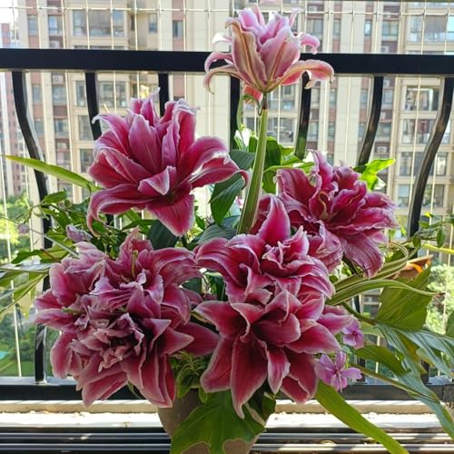 UOLKEZFM Schnelles Wachstum Seltene Lilien Winterhart Lilienknolle Winterhart Schönes Bepflanzen von Staudengärten- leicht zu züchten-4 Stück-D von UOLKEZFM