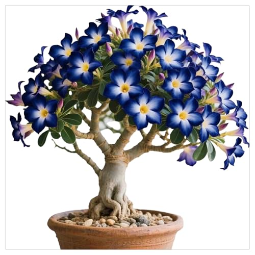 UOLKEZFM Seltene Wüstenrose Winterhart WüStenrosenknolle Winterhart Schönes Bepflanzen von Staudengärten- leicht zu züchten-2Rhizome-A von UOLKEZFM