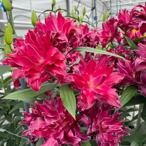 UOLKEZFM Winterharte Lilien - mehrere Köpfe, doppelte Blütenblätter, im Topf, starker Duft, kältebeständig, mehrjährig- leicht zu züchten-10 Stück-G von UOLKEZFM
